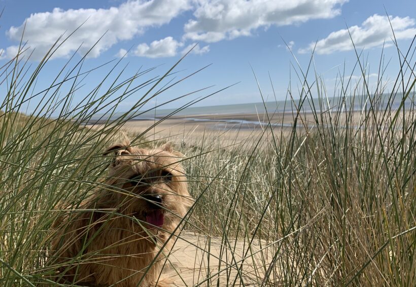 Cute dog peeking through beach grass with sea view