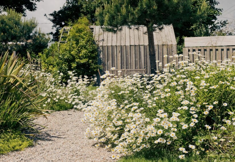Wild daisies blooming along a garden path at The Gallivant during midsummer