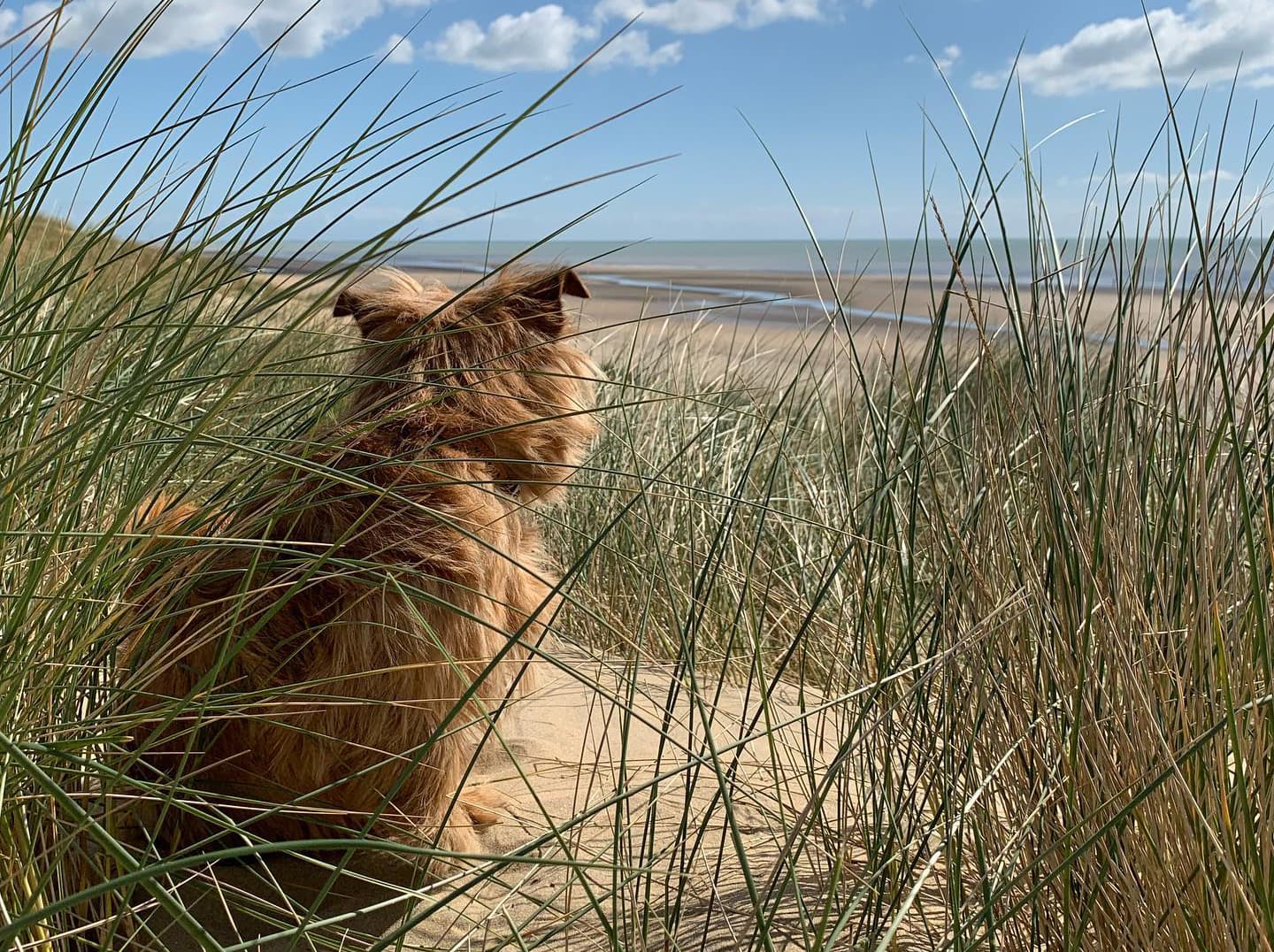 Dog-friendly walking path through Camber Sands dunes near Rye